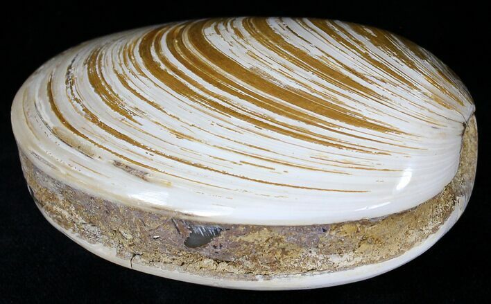 Wide Polished Fossil Clam - Jurassic #21766